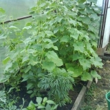 Kako pravilno brinuti o krastavcima u stakleniku